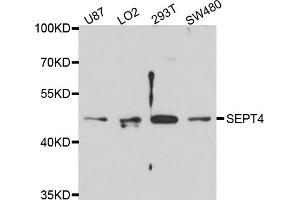 Western blot analysis of extracts of various cell lines, using SEPT4 antibody (ABIN4905117) at 1:1000 dilution. (Septin 4 抗体)