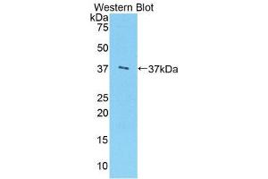 Western Blotting (WB) image for anti-Arginase (ARG) (AA 1-322) antibody (FITC) (ABIN1858072) (ARG 抗体  (AA 1-322) (FITC))