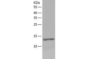 Western Blotting (WB) image for Iron-sulfur cluster assembly enzyme ISCU, mitochondrial (ISCU) (AA 35-167) protein (His tag) (ABIN7123636) (ISCU Protein (AA 35-167) (His tag))