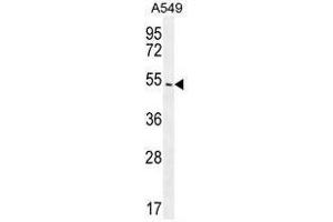 ARRB1 Antibody (C-term) western blot analysis in A549 cell line lysates (35µg/lane). (beta Arrestin 1 抗体  (C-Term))