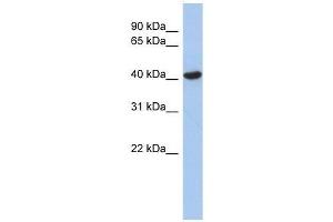 ZFYVE1 antibody used at 0. (ZFYVE1 抗体  (N-Term))
