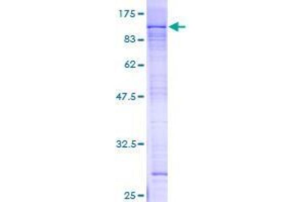 ZNF398 Protein (AA 1-642) (GST tag)