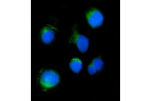 IF analysis of SERINC3 using anti-SERINC3 antibody (ABIN7602099). (SERINC3 抗体  (AA 59-404))