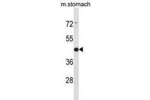 ARRDC1 Antibody (Center) western blot analysis in mouse stomach tissue lysates (35µg/lane). (ARRDC1 抗体  (Middle Region))