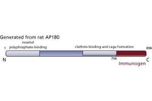 Image no. 3 for anti-Synaptosomal-Associated Protein 91 (SNAP91) (AA 706-896) antibody (ABIN967993) (SNAP91 抗体  (AA 706-896))