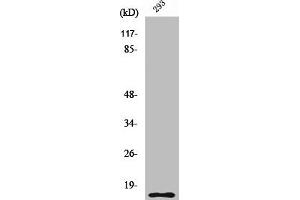 Western Blot analysis of 293 cells using Cleaved-Caspase-5 p10 (S331) Polyclonal Antibody (CASP5 抗体  (Cleaved-Ser331))