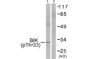 Western blot analysis of extracts from HepG2 cells, using BIK (Phospho-Thr33) antibody (#A0053, Line 1 and 2). (BIK 抗体  (pThr33))