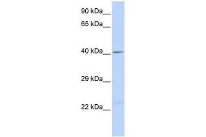 WB Suggested Anti-GJA1 Antibody Titration:  0. (Connexin 43/GJA1 抗体  (Middle Region))