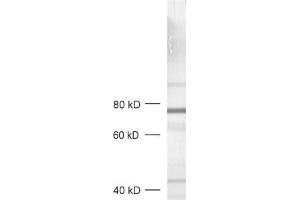 dilution: 1 : 1000, sample: crude synaptic vesicle fraction of rat brain (LP2) (RPH3A 抗体  (AA 671-684))