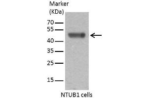 WB Image Sample (30 ug of whole cell lysate) A: 293T 10% SDS PAGE antibody diluted at 1:1000 (Caspase 9 抗体)