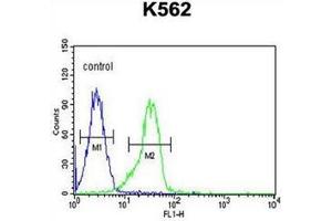 Flow cytometric analysis of K562 cells using FAM155A Antibody (N-term) Cat. (FAM155A 抗体  (N-Term))