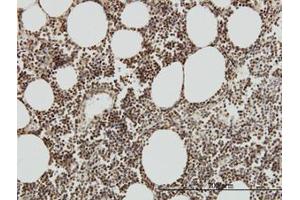 Image no. 1 for anti-TAF7 RNA Polymerase II, TATA Box Binding Protein (TBP)-Associated Factor, 55kDa (TAF7) (AA 130-224) antibody (ABIN598954) (TAF7 抗体  (AA 130-224))