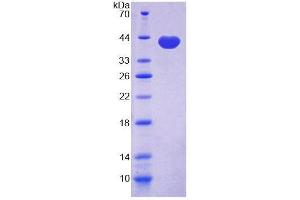 SDS-PAGE analysis of Cow GAL4 Protein. (GAL4 蛋白)