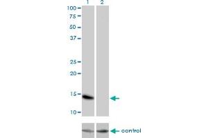 Western blot analysis of ID3 over-expressed 293 cell line, cotransfected with ID3 Validated Chimera RNAi (Lane 2) or non-transfected control (Lane 1). (ID3 抗体  (AA 1-83))