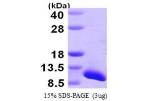 SDS-PAGE (SDS) image for Small Nuclear Ribonucleoprotein Polypeptide G (SNRPG) (AA 1-76) protein (His tag) (ABIN667418) (SNRPG Protein (AA 1-76) (His tag))
