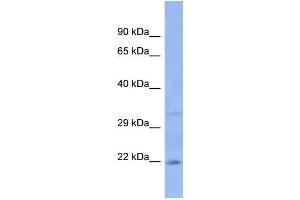WB Suggested Anti-JAM2 Antibody Titration: 1. (JAM2 抗体  (Middle Region))