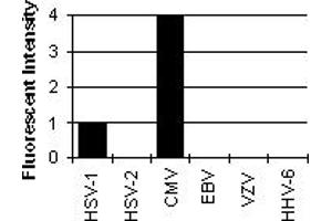 Cross Reactivity Results determined by IFA (ICP36 DNA Binding Protein (CMV ICP36) 抗体)