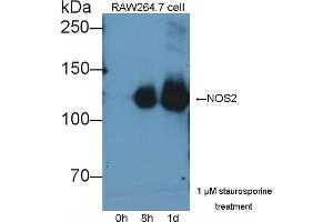 Detection of NOS2 in lysates of RAW264. (NOS2 抗体  (AA 734-966))