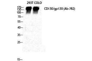Western Blotting (WB) image for anti-Interleukin 6 Signal Transducer (Gp130, Oncostatin M Receptor) (IL6ST) (Ser552) antibody (ABIN3183732) (CD130/gp130 抗体  (Ser552))