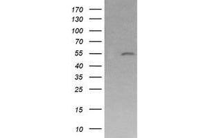 Image no. 1 for anti-Mdm4-binding Protein (MDM4) antibody (ABIN1499360) (MDM4-binding Protein 抗体)