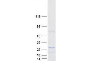 Western Blotting (WB) image for Proline-Rich Gla (G-Carboxyglutamic Acid) Polypeptide 2 (PRRG2) protein (Myc-DYKDDDDK Tag) (ABIN2729851)