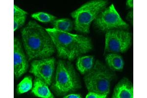 Immunofluorescence (Cultured Cells) (IF (cc)) image for anti-Keratin 19 (KRT19) antibody (ABIN5557442)