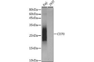 Western blot analysis of extracts of various cell lines, using CD70 antibody (ABIN7266215) at dilution. (CD70 抗体)