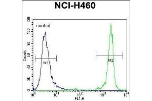 GDF15 Antibody (N-term) (ABIN656484 and ABIN2845763) flow cytometric analysis of NCI- cells (right histogram) compared to a negative control cell (left histogram). (GDF15 抗体  (N-Term))