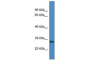 Western Blot showing Psmd10 antibody used at a concentration of 1. (PSMD10 抗体  (N-Term))