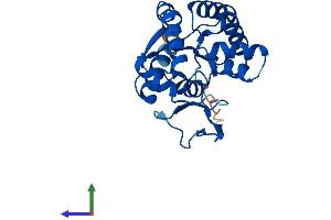 Protein Structure (PS) image for Adenylate Kinase 2 (AK2) (AA 1-239) protein (His tag) (ABIN7556245)