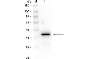 Western Blot of Rabbit anti-Alcohol Dehydrogenase (Yeast) Antibody Biotin Conjugated. (Alcohol Dehydrogenase (ADH) 抗体 (Biotin))