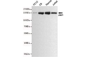 Western blot analysis of extracts from PC12,C6,Ramos and Jurkat cell lysates using Jak1 mouse mAb (1:500 diluted). (JAK1 抗体)