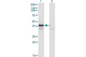 Western Blot analysis of HIF1AN expression in transfected 293T cell line by HIF1AN monoclonal antibody (M01), clone 1D8.