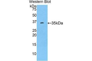 Western Blotting (WB) image for anti-Tumor Necrosis Factor (Ligand) Superfamily, Member 10 (TNFSF10) (AA 40-291) antibody (ABIN3209201) (TRAIL 抗体  (AA 40-291))