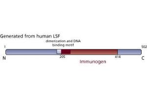 Image no. 3 for anti-Transcription Factor CP2 (TFCP2) (AA 205-414) antibody (ABIN968193) (TFCP2 抗体  (AA 205-414))