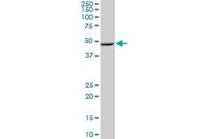 LAYN MaxPab polyclonal antibody. (Layilin 抗体  (AA 1-374))