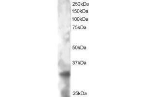 Image no. 1 for anti-Tetraspanin 32 (TSPAN32) (AA 308-320) antibody (ABIN299440) (TSPAN32 抗体  (AA 308-320))