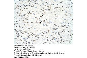 Rabbit Anti-ILF3 Antibody  Paraffin Embedded Tissue: Human Muscle Cellular Data: Skeletal muscle cells Antibody Concentration: 4. (Interleukin enhancer-binding factor 3 (ILF3) (N-Term) 抗体)