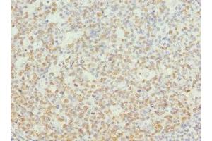 Immunohistochemistry of paraffin-embedded human tonsil tissue using ABIN7161751 at dilution of 1:100 (NASP 抗体  (AA 519-788))