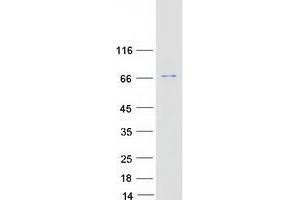 Western Blotting (WB) image for V-Rel Reticuloendotheliosis Viral Oncogene Homolog B (RELB) protein (Myc-DYKDDDDK Tag) (ABIN2730702)