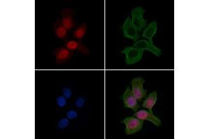 ABIN6263646 and ABIN6279499 staining HepG2 cells by IF/ICC.