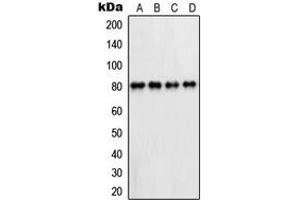 Western blot analysis of PFKL expression in HepG2 (A), A431 (B), Raw264. (PFKL 抗体  (C-Term))
