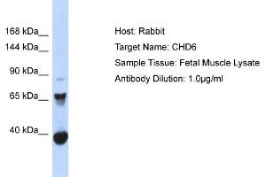 Host: Rabbit Target Name: CHD6 Sample Type: Fetal Muscle lysates Antibody Dilution: 1. (CHD6 抗体  (C-Term))