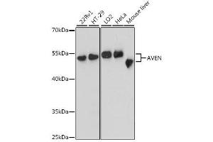 Western blot analysis of extracts of various cell lines, using AVEN antibody. (AVEN 抗体  (AA 203-362))
