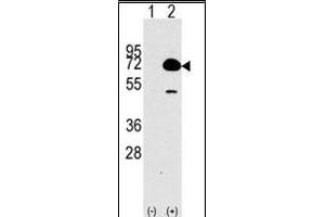 Western blot analysis of HDAC10 (arrow) using rabbit polyclonal HDAC10 Antibody (N-term) (R). (HDAC10 抗体  (N-Term))