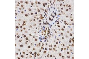 Immunohistochemistry of paraffin-embedded rat liver using DiMethyl-Histone H3-K9 antibody (ABIN1872998) at dilution of 1:200 (40x lens).