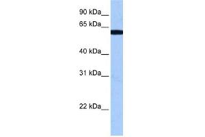 RBM14 antibody used at 0.
