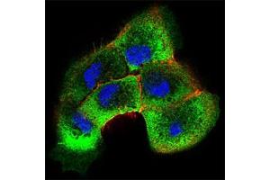 Immunofluorescence analysis of A431 cells using SHC1 mouse mAb (green).