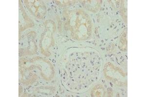 Immunohistochemistry of paraffin-embedded human kidney tissue using ABIN7162248 at dilution of 1:100 (OPA3 抗体  (AA 25-179))