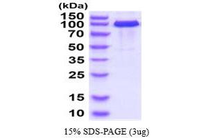 Cadherin 5 Protein (CDH5) (AA 29-599) (hIgG-His-tag)